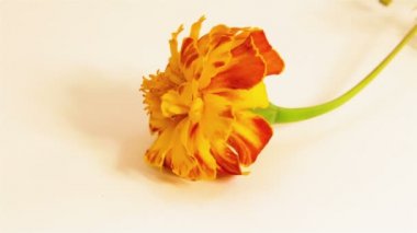 kırmızı bir çiçek