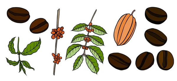 Handgezeichnete Kakaobohnen in Farbe gesetzt — Stockvektor
