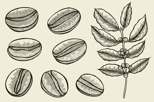 Kaffe gren växt — Stock vektor