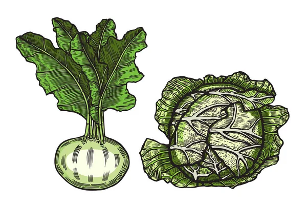 Cabbage and beets — Stock Vector