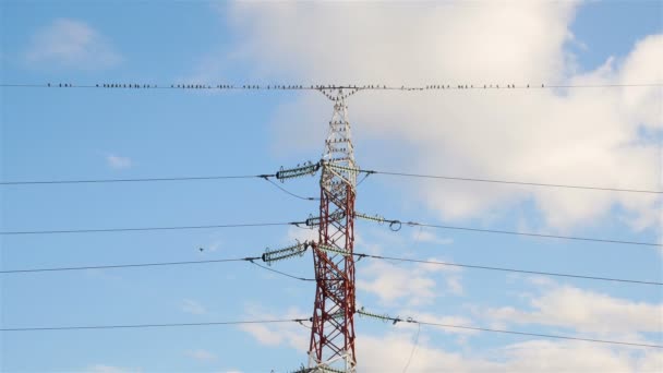 Aves que vuelan lejos del alambre eléctrico . — Vídeos de Stock