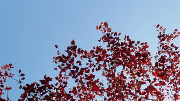 Красные листья на солнце — стоковое видео