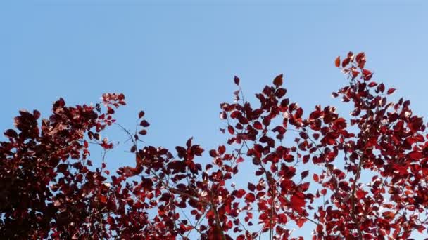 Hojas rojas en soleado — Vídeo de stock