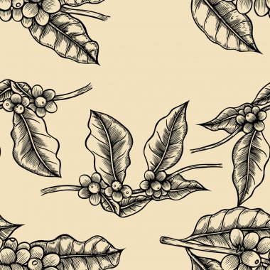 Kahve dalları illüstrasyon