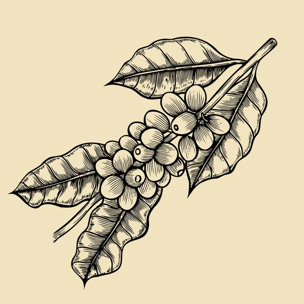 Кавове дерево ілюстрація — стоковий вектор