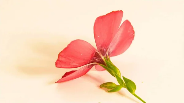 Una flor roja —  Fotos de Stock