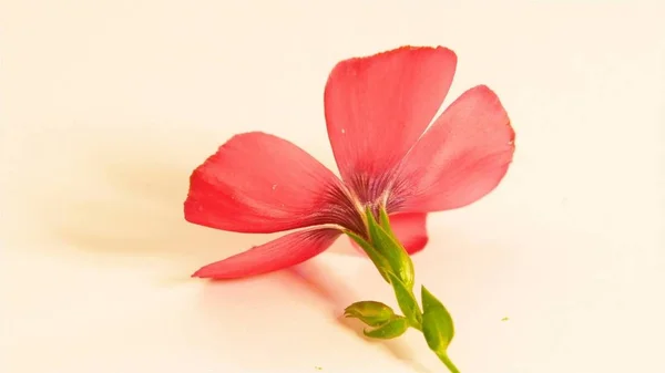 一个红色花 — 图库照片