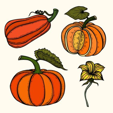 Kabak sonbahar koleksiyonu.