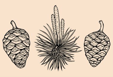 İğne yapraklı dallar orman topluluğu