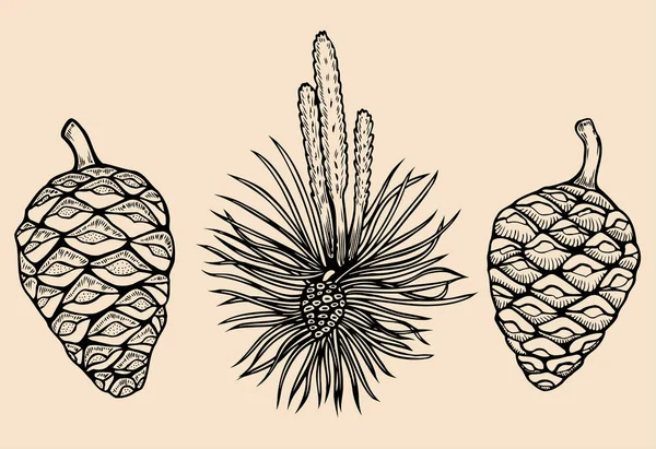 İğne yapraklı dallar orman topluluğu