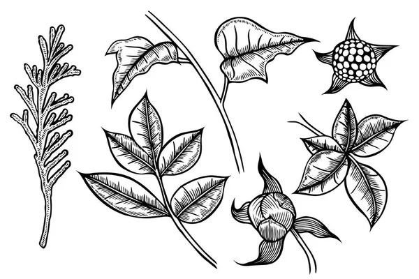 手で描かれた植物のセット — ストックベクタ