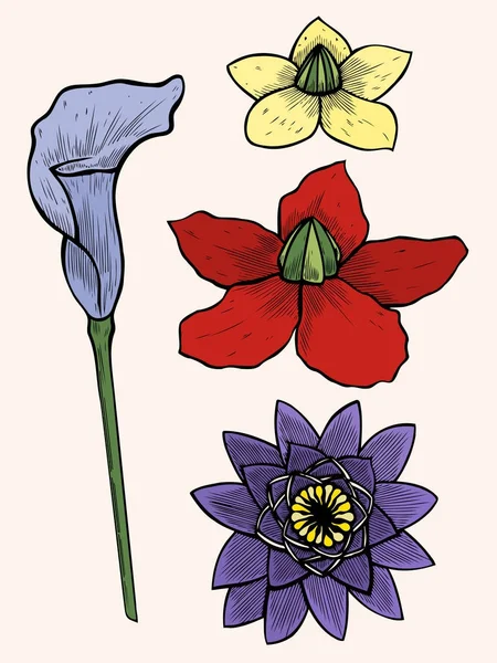 Illustration botanique vintage — Image vectorielle