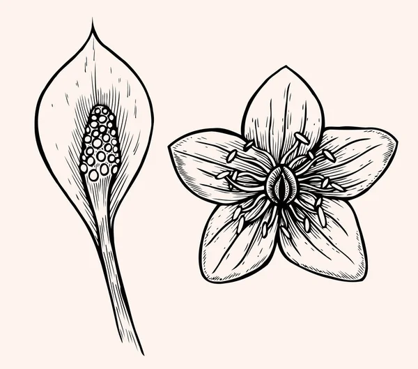 Набір квітка — стоковий вектор