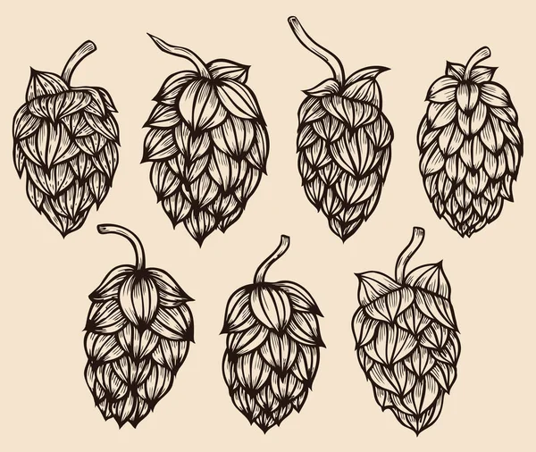 Engraving style Hops set. — Stock Vector