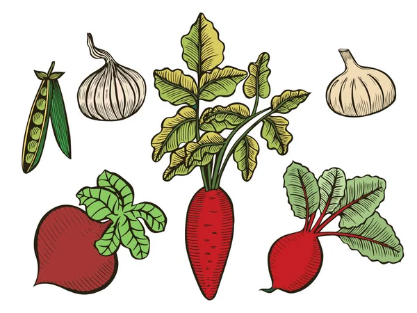 Bosquejo de conjunto de verduras — Vector de stock