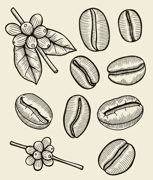 Rama de planta de café con hoja — Archivo Imágenes Vectoriales
