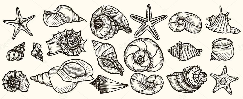 Seashells vector set.