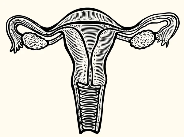 Кубок внутрішніх статевих органів жінок — стоковий вектор