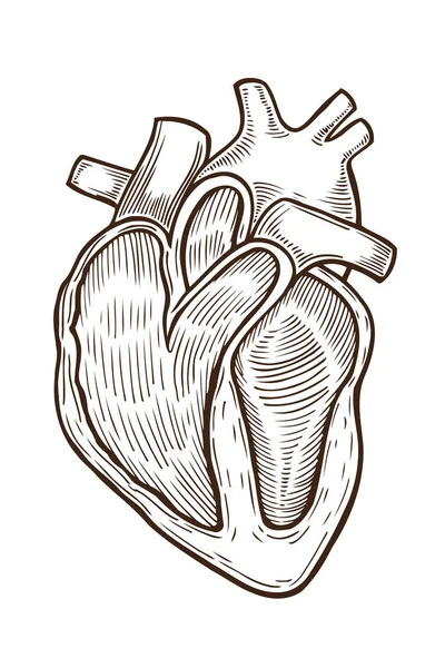 Vector engraving heart — Stock Vector