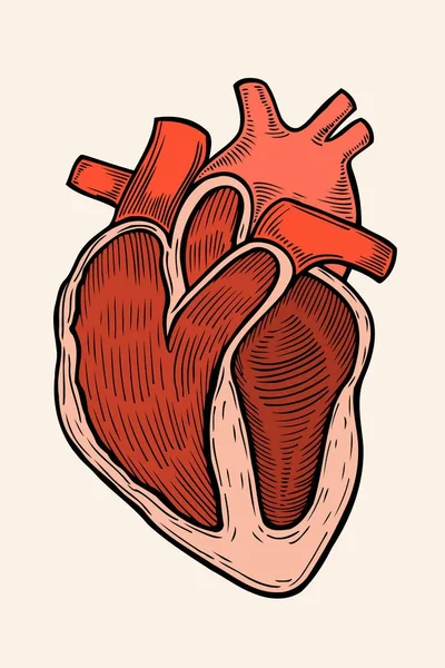 Vector hart graveren — Stockvector