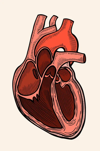 Coeur de gravure vectorielle — Image vectorielle