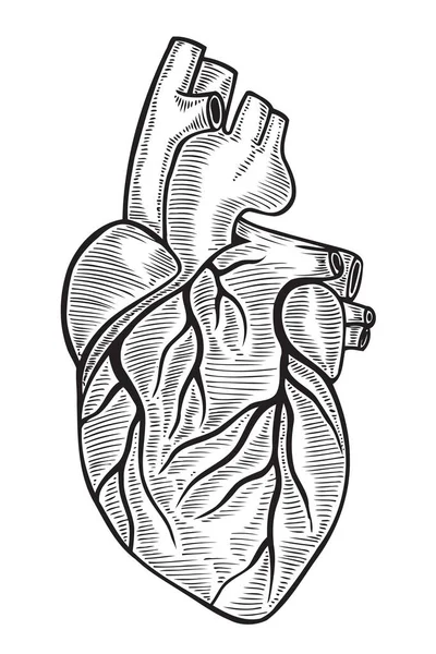 Imagen del corazón humano — Archivo Imágenes Vectoriales