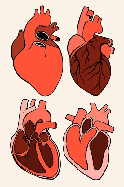 Riktiga hjärtat. Vektorillustration — Stock vektor