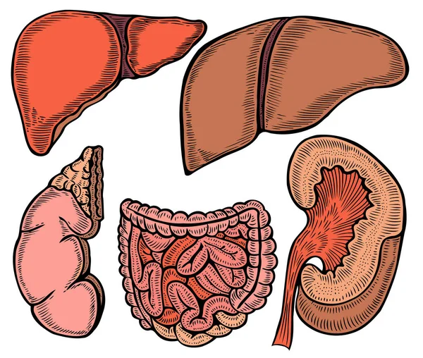 Sağlıklı iç organlar sistem bölümü — Stok Vektör