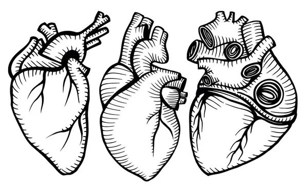 Un ensemble de cœurs humains . — Image vectorielle