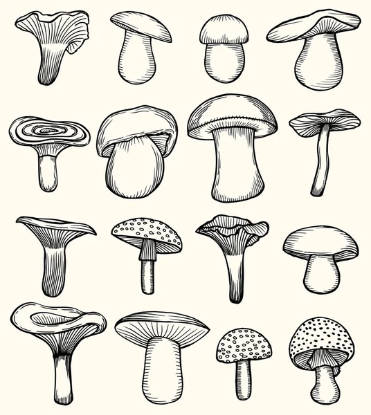 Set of mushroom illustration — Stock Vector