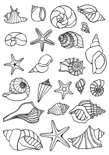 Set of vector vintage seashells. — Stock Vector