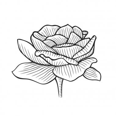 elle çizilmiş Şakayık