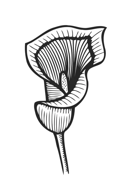 Flor de calla aislada — Archivo Imágenes Vectoriales