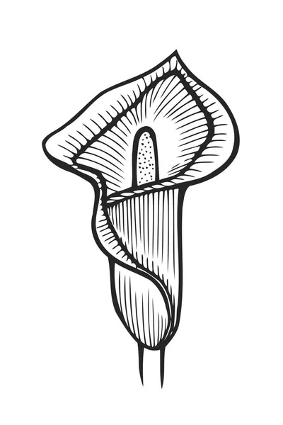 Flor de calla aislada — Vector de stock