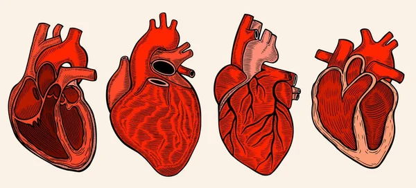 Corazón de verdad. Ilustración vectorial — Archivo Imágenes Vectoriales