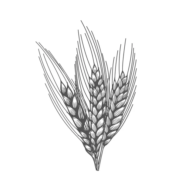 Weizenbrotohren-Sketch — Stockvektor