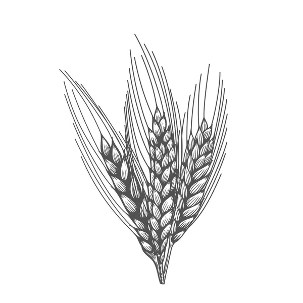 Esboço de orelhas de pão de trigo —  Vetores de Stock