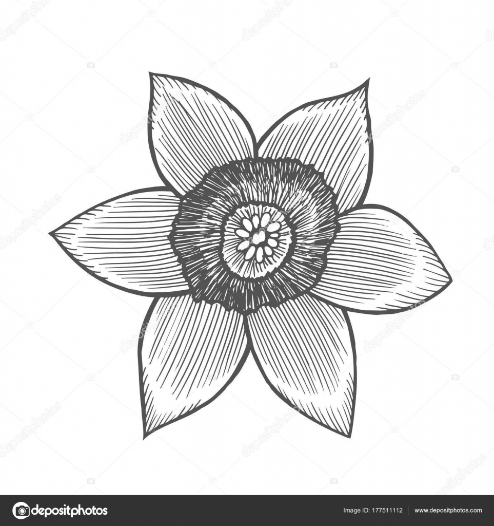 Narcis Bloem Illustratie Stockvector Frescomovie 177511112