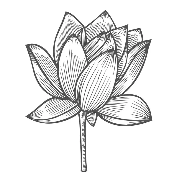 Água Lily flor ilustração —  Vetores de Stock