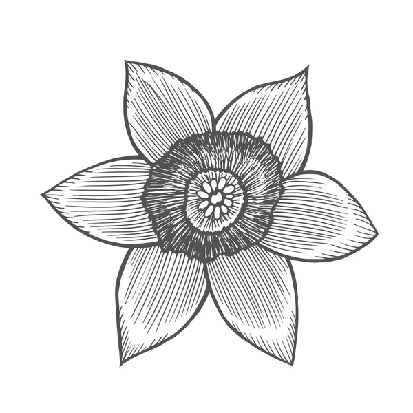 Narcis flower illustration — Stock Vector