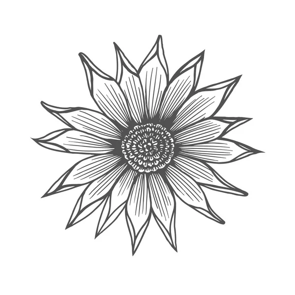 Illustration de fleurs de chrysanthème — Image vectorielle