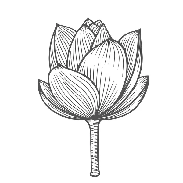 Ilustração flor de lótus —  Vetores de Stock