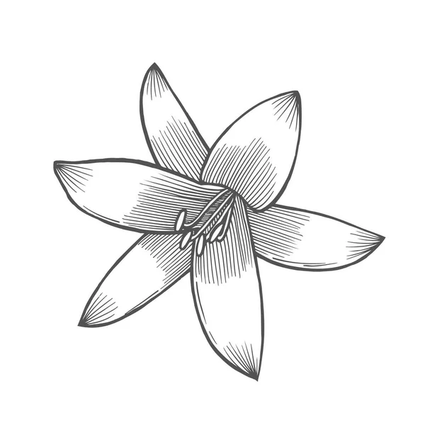 Lily çiçek şekil — Stok Vektör
