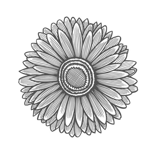 Gerbera virág illusztráció — Stock Vector