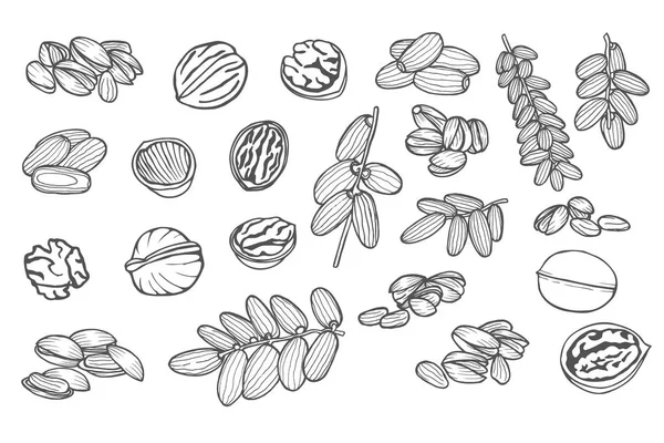 Hand drawn nuts — Stock Vector