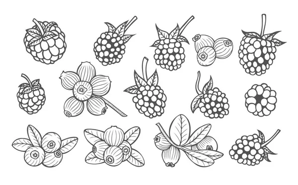 Hand drawn berries — Stock Vector