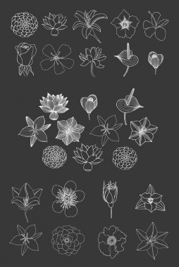 Elle çizilmiş kroki çiçekler