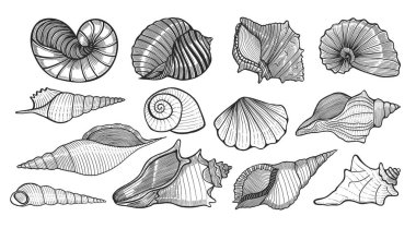 güzel yumuşakça deniz kabukları