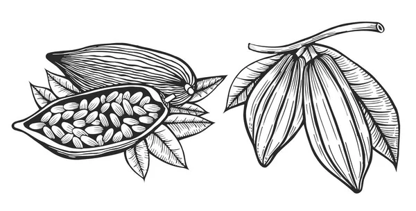 Illustrazione fagioli di cacao . — Vettoriale Stock