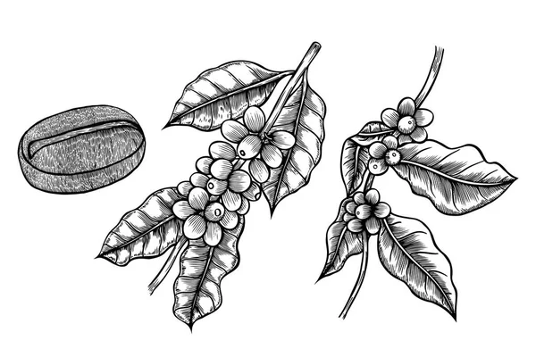 Káva větev rostlin — Stockový vektor